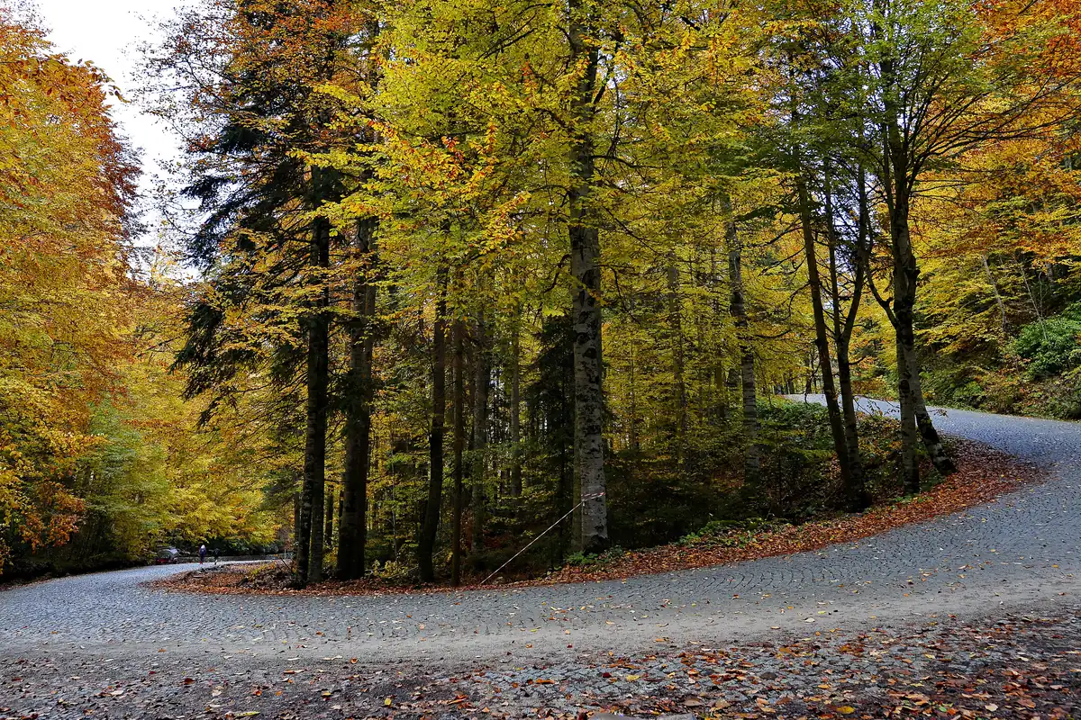 Yedigöller'de sarı yapraklarla kaplı orman yolu